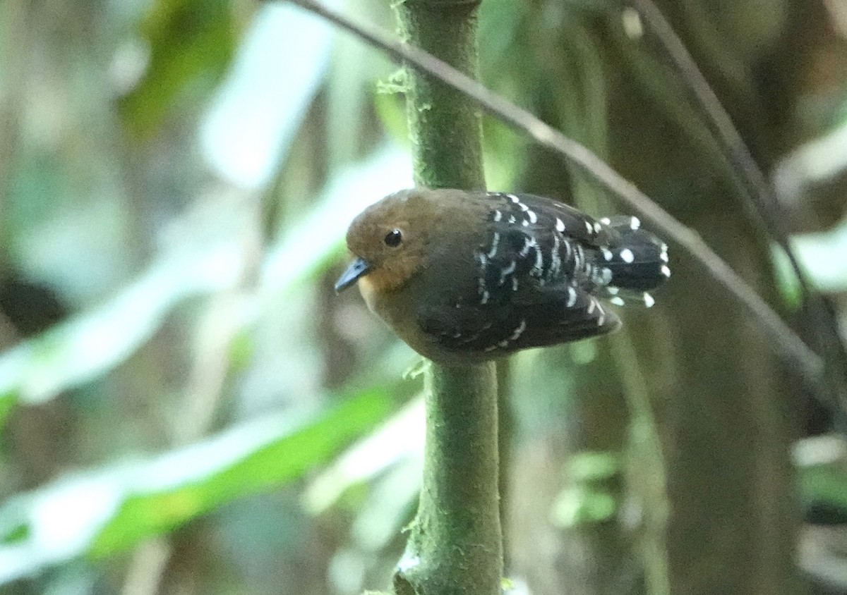 Common Scale-backed Antbird - ML646418410