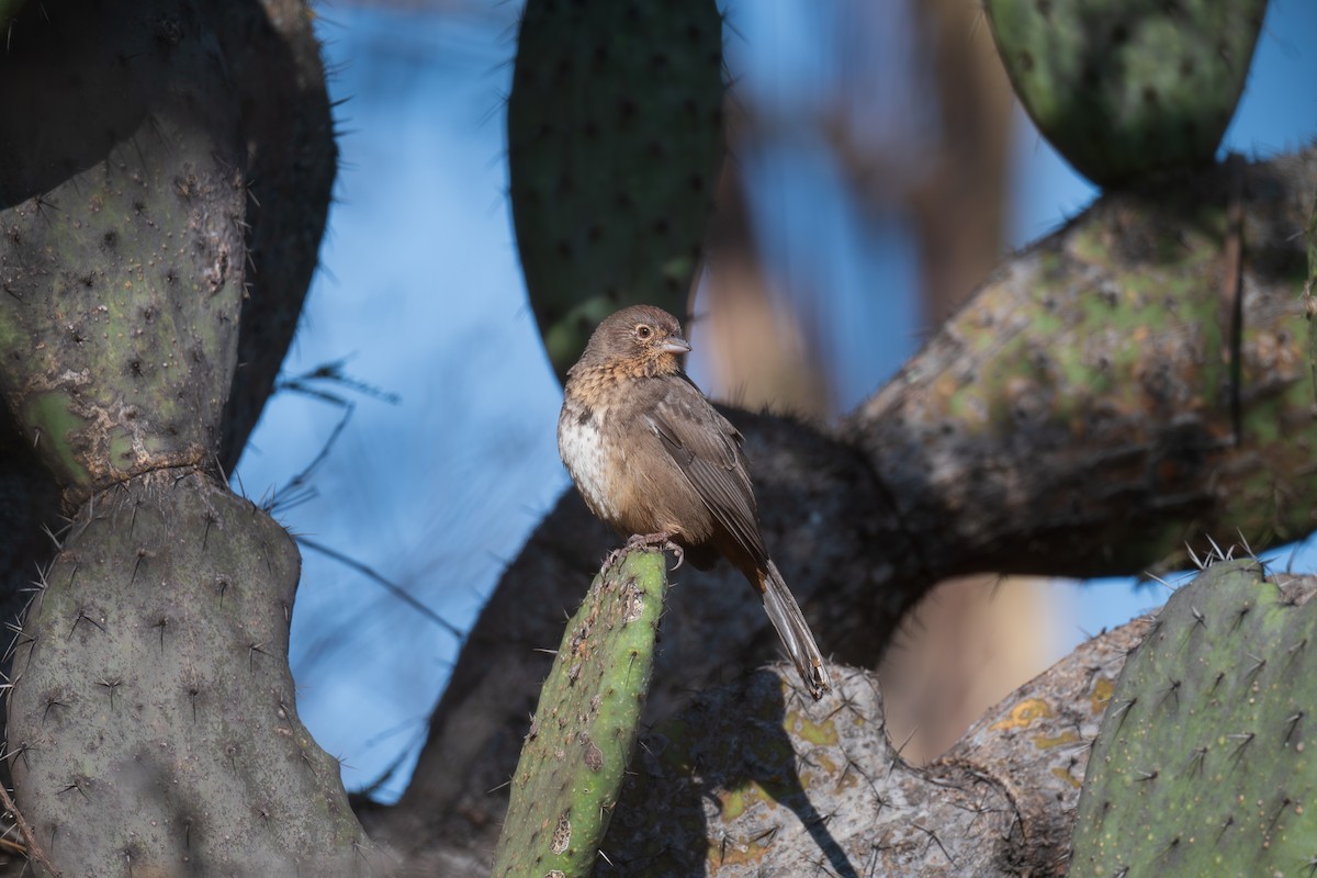 Canyon Towhee - ML646418411