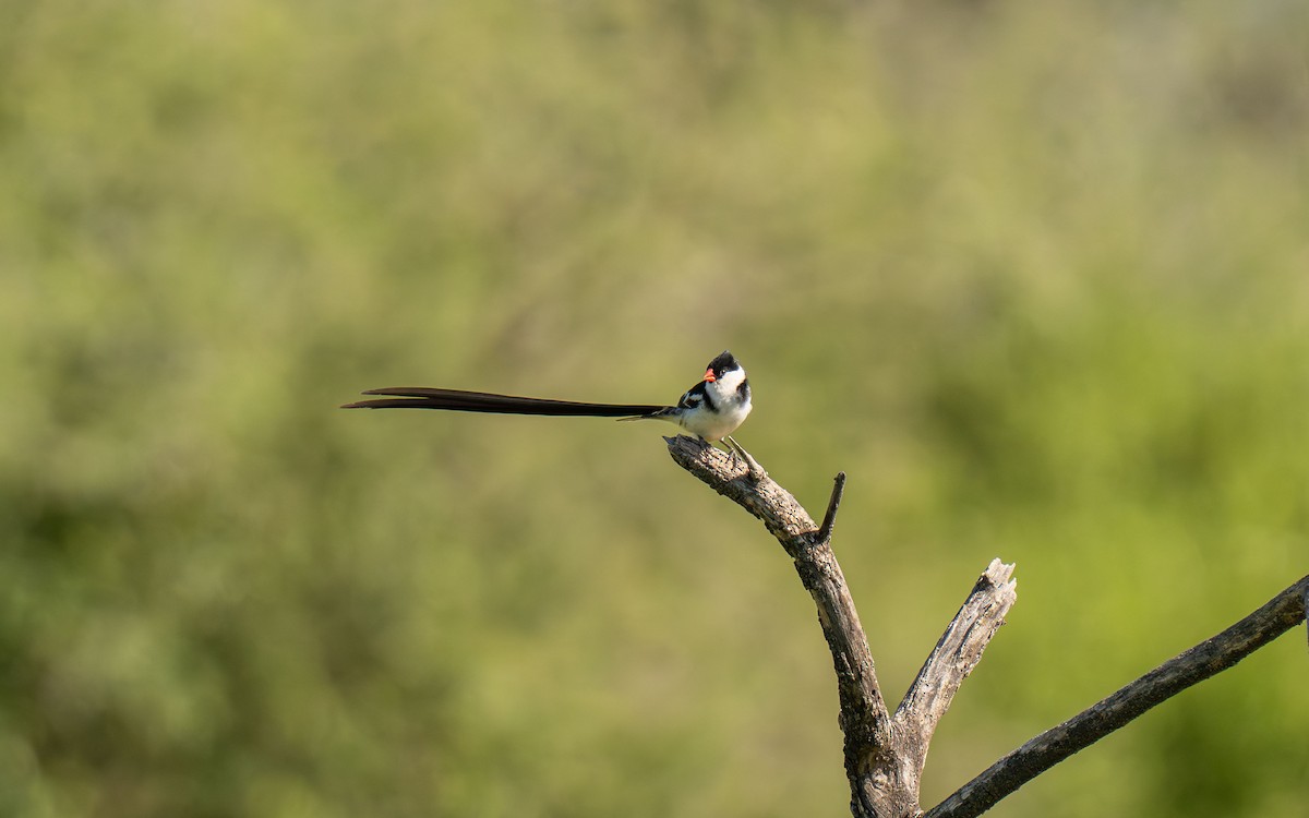 Pin-tailed Whydah - ML646418416