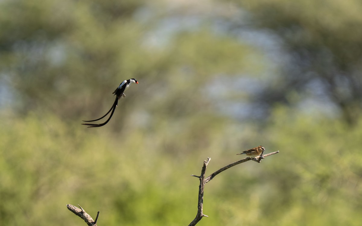 Pin-tailed Whydah - ML646418418