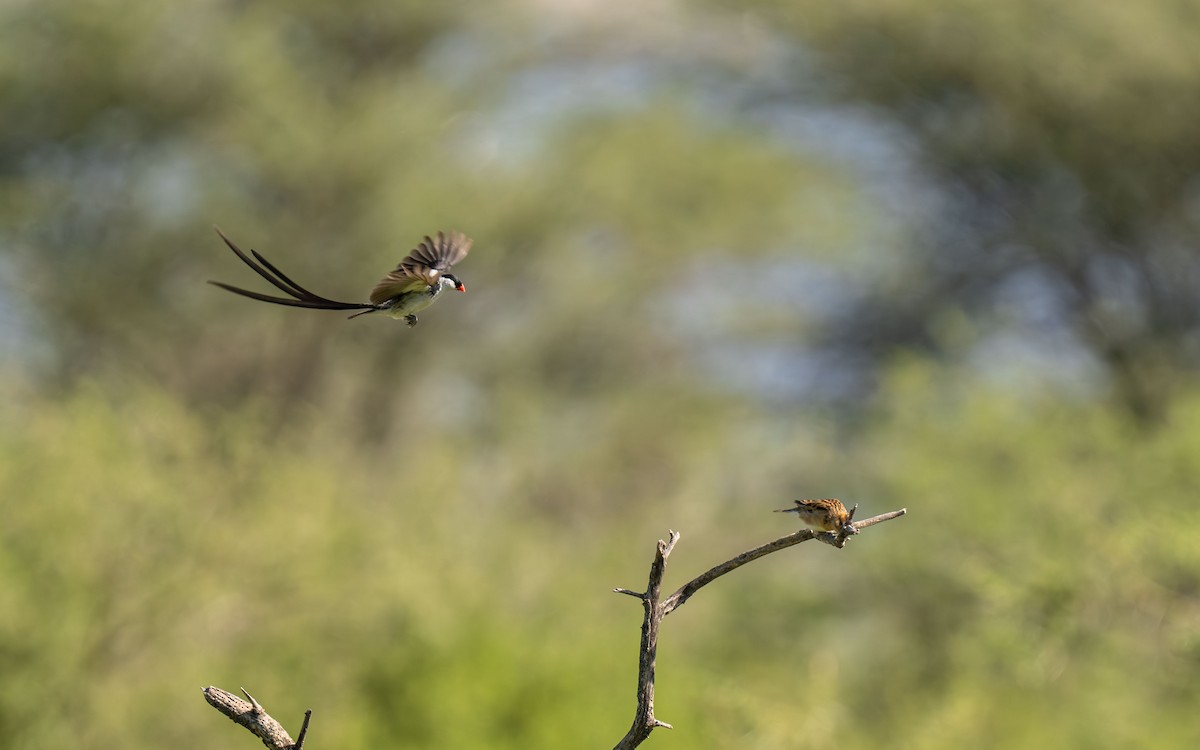 Pin-tailed Whydah - ML646418419
