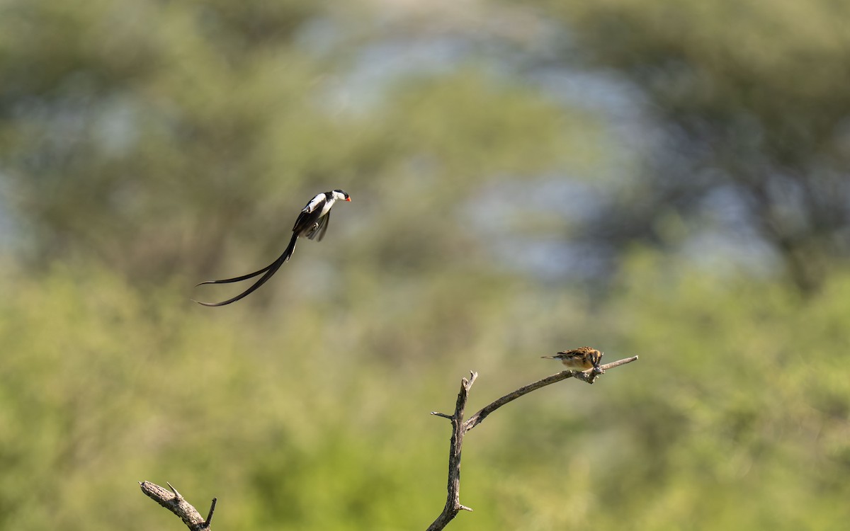 Pin-tailed Whydah - ML646418420