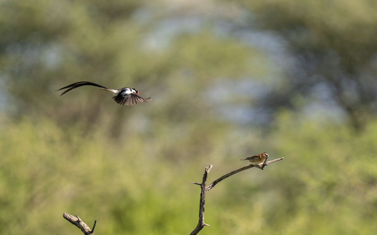 Pin-tailed Whydah - ML646418421