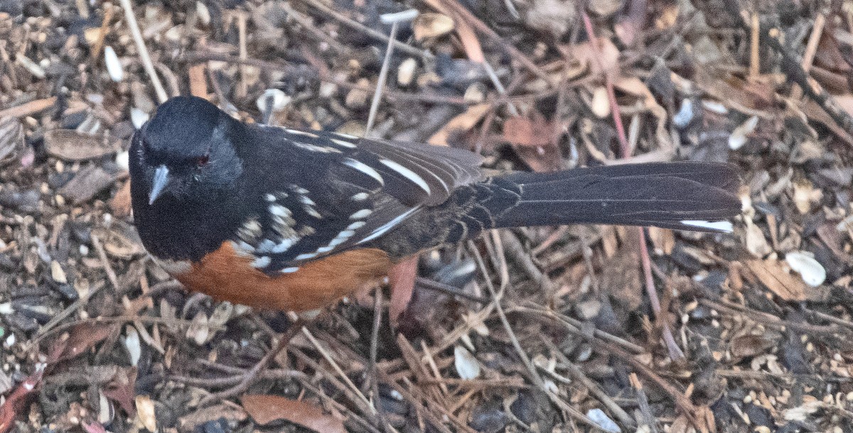 Spotted Towhee - ML646418424