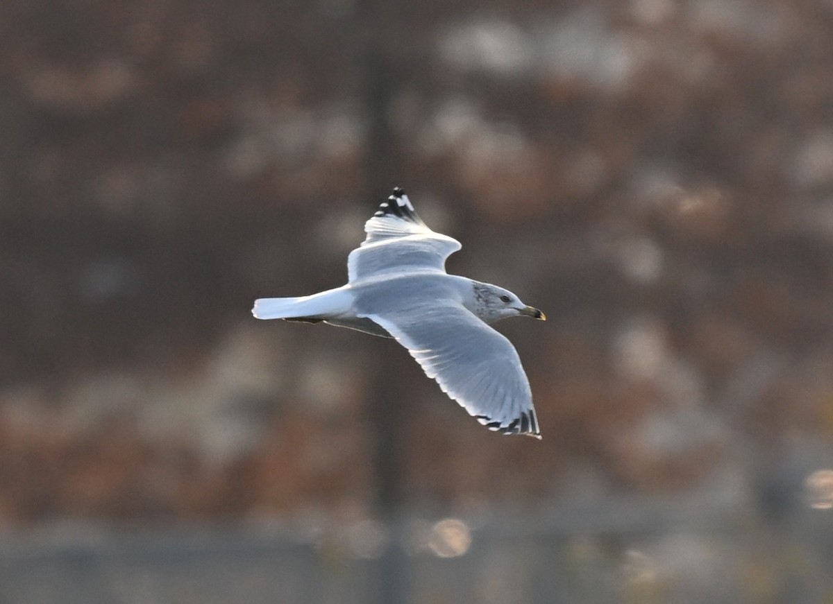 Ring-billed Gull - ML646418441