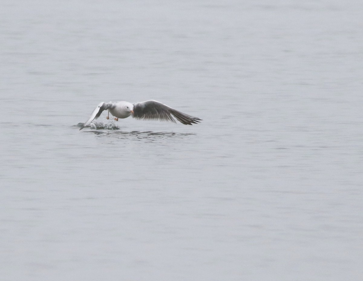 Морской голубок - ML646418443