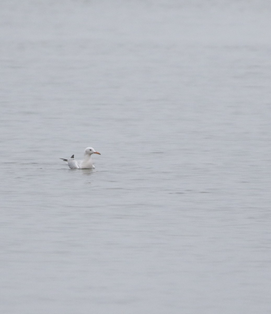 Морской голубок - ML646418445