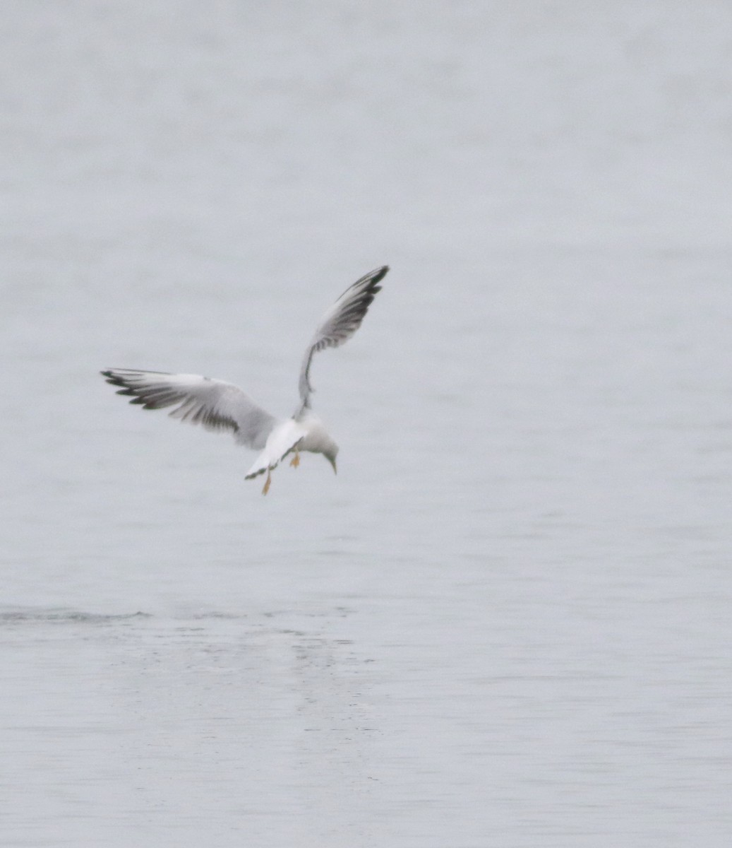 Морской голубок - ML646418446