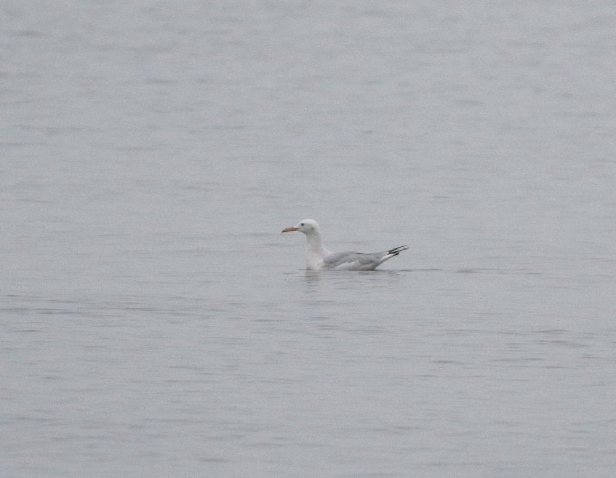 Морской голубок - ML646418447