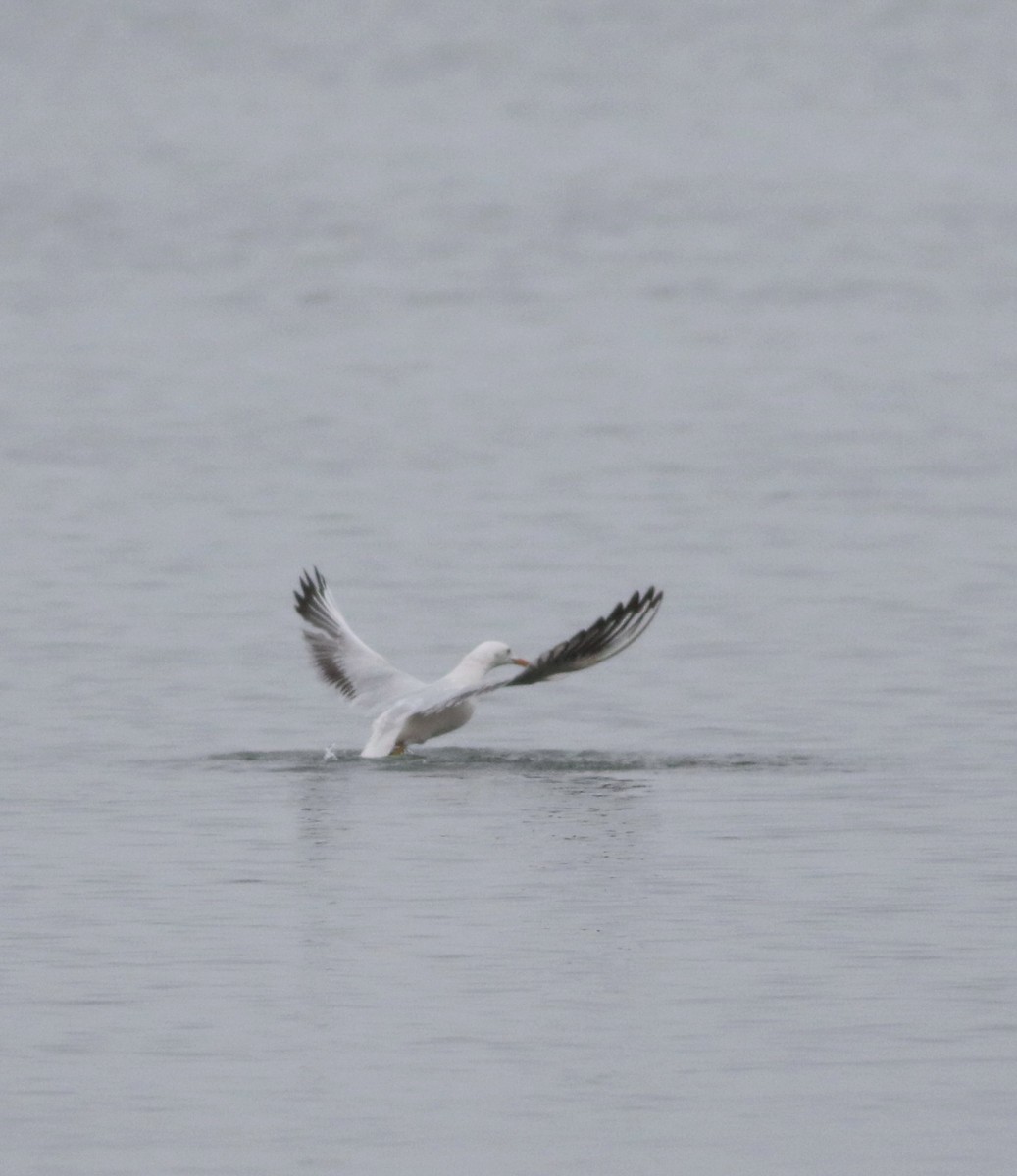 Морской голубок - ML646418448