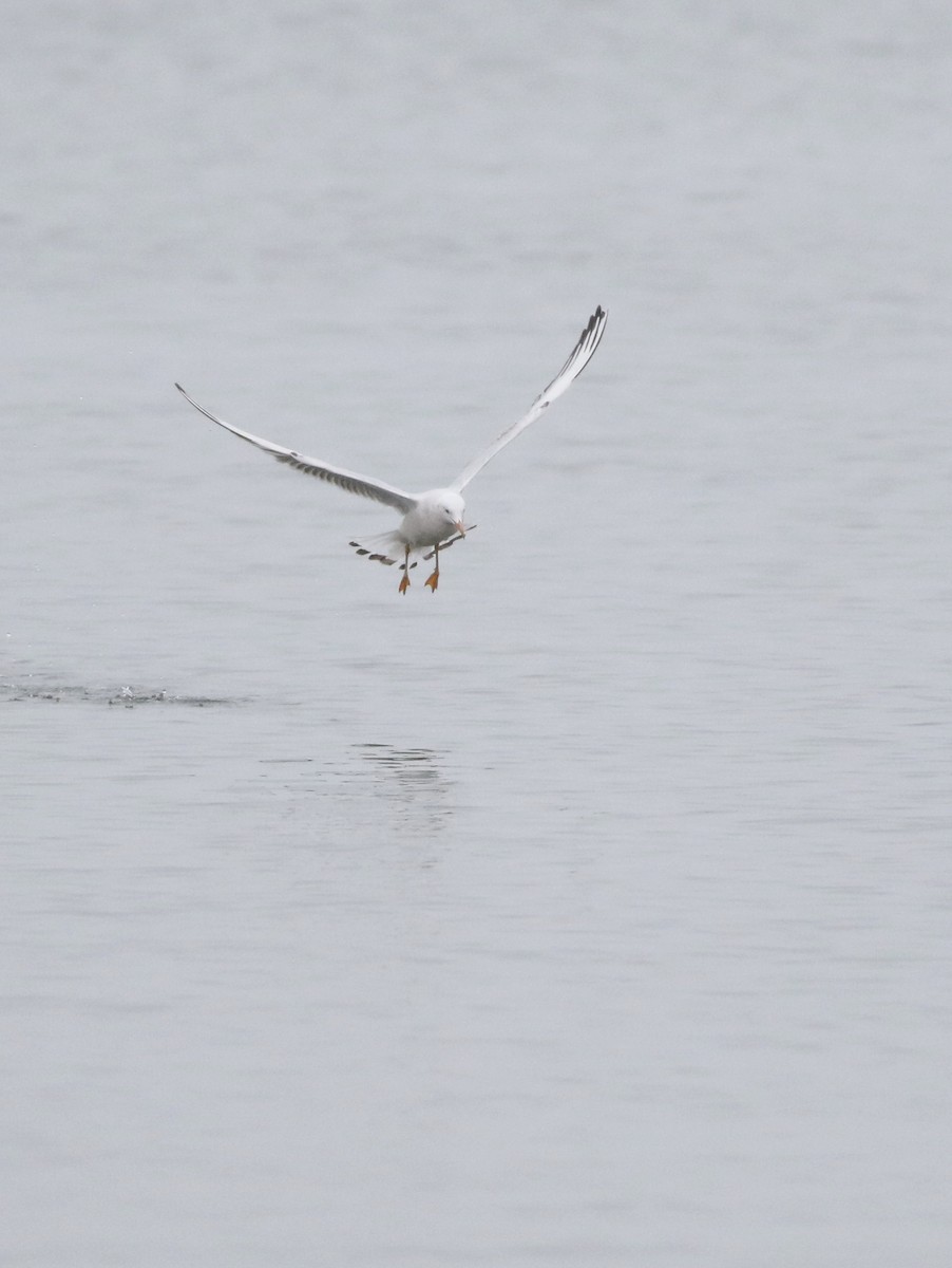 Морской голубок - ML646418449