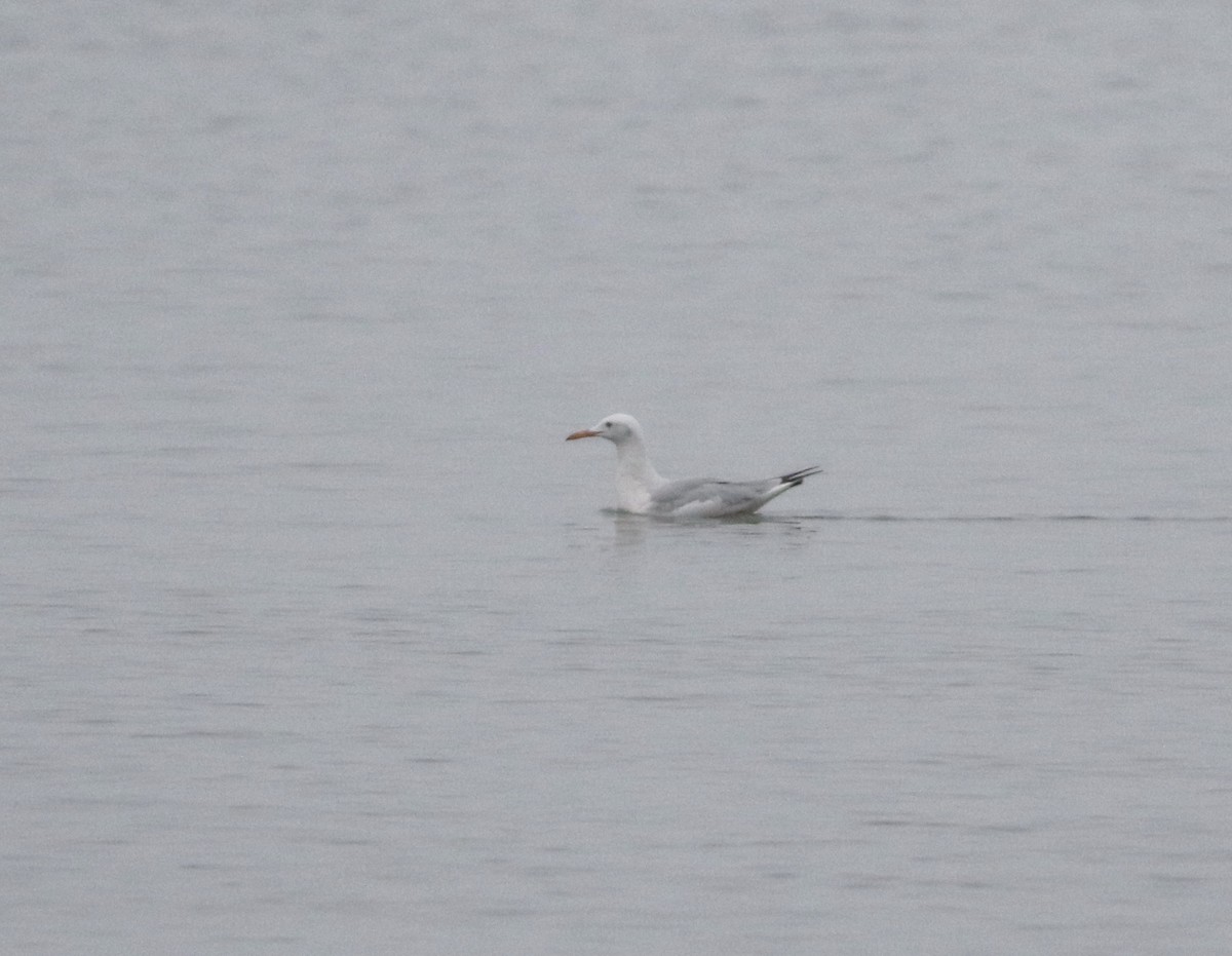 Морской голубок - ML646418450