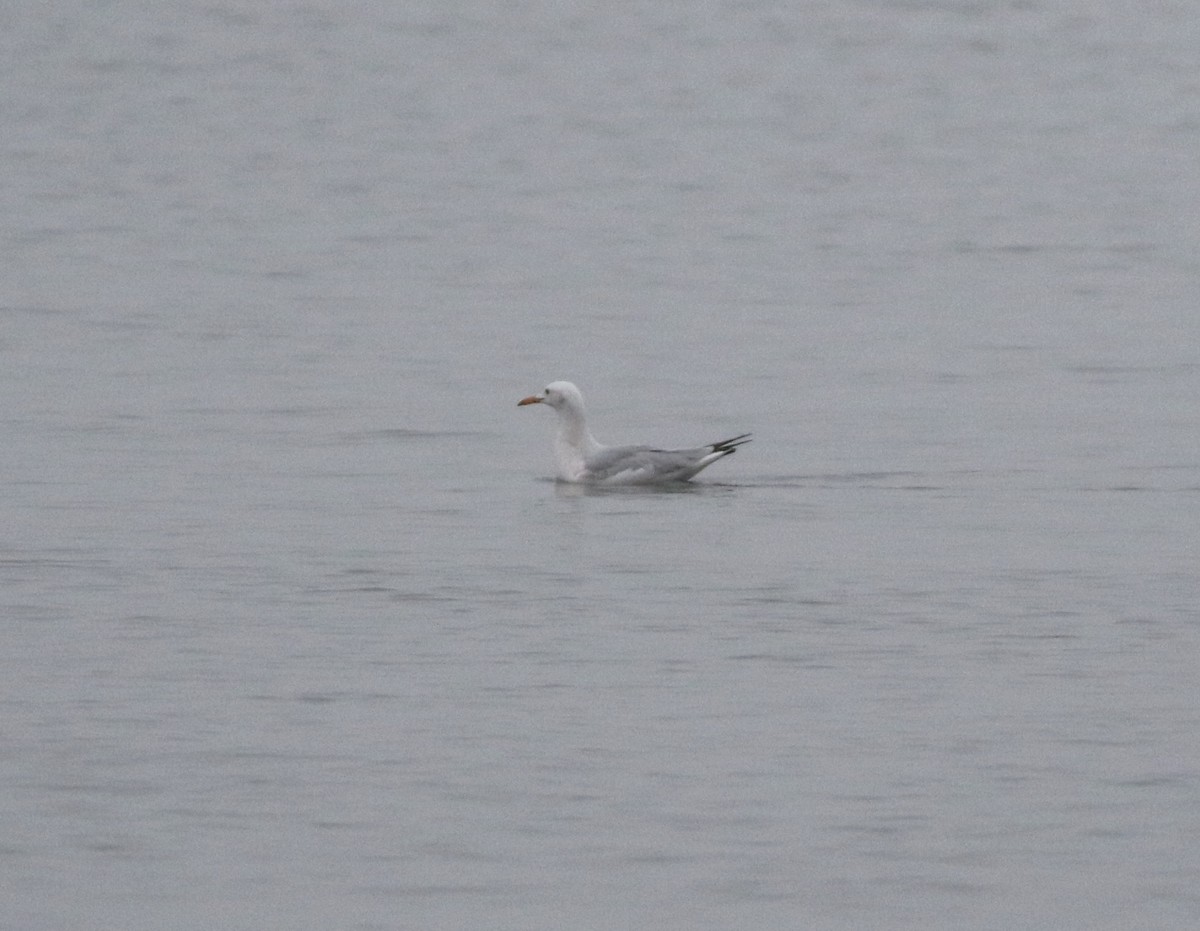 Морской голубок - ML646418451