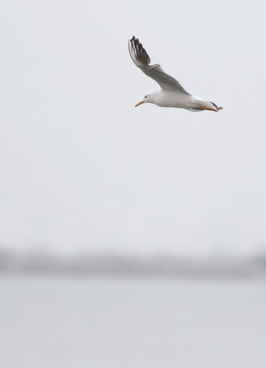 Морской голубок - ML646418452