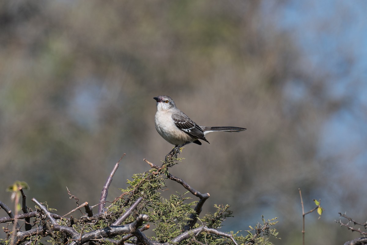 Northern Mockingbird - ML646418456