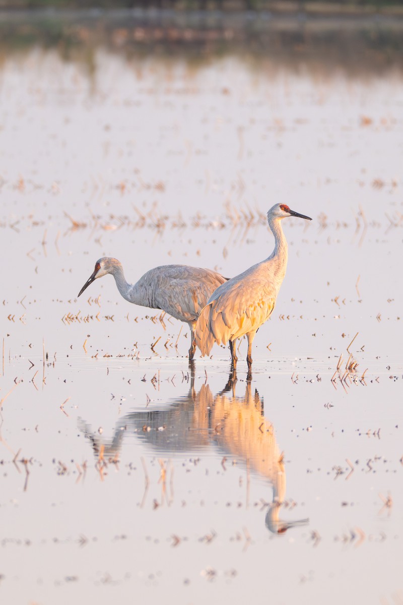 Sandhill Crane - ML646418458