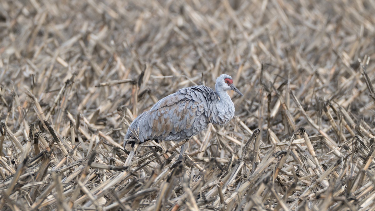Sandhill Crane - ML646418459
