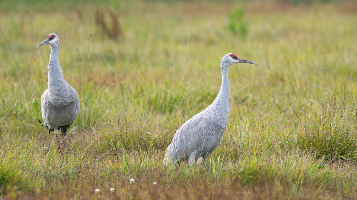 Sandhill Crane - ML646418460