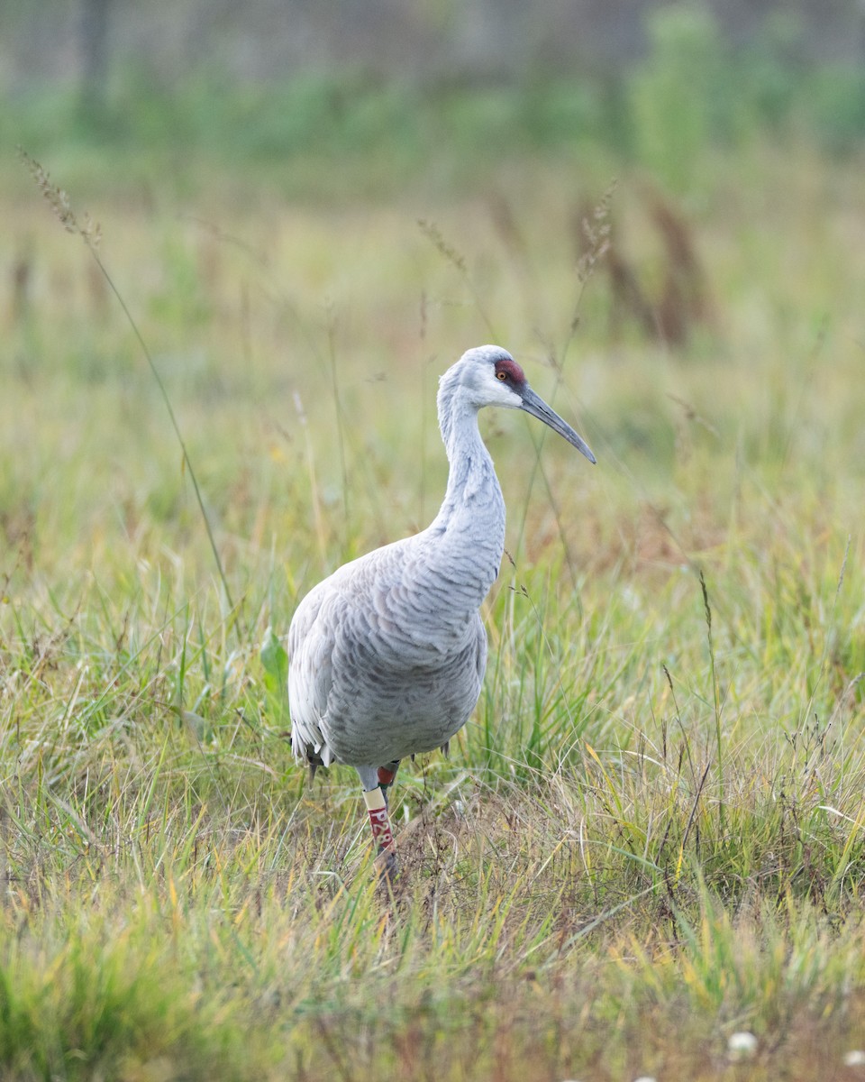 Sandhill Crane - ML646418461