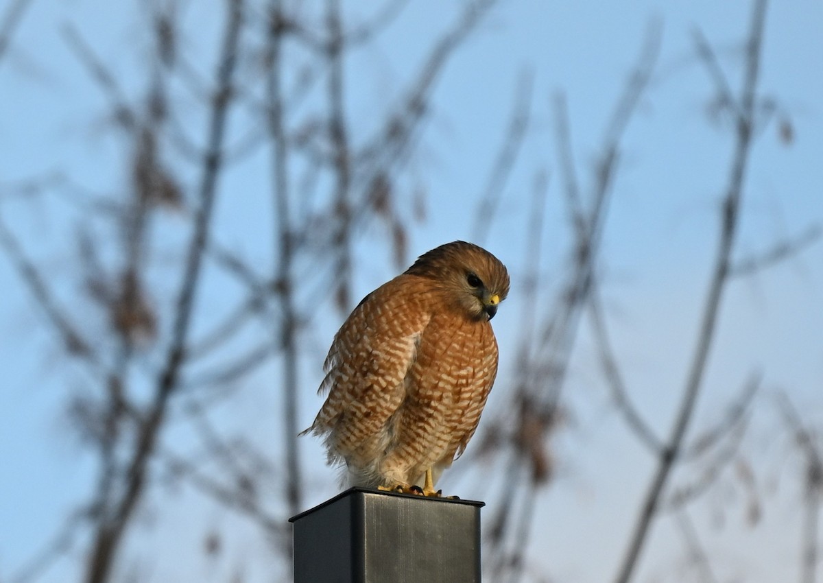 Red-shouldered Hawk - ML646418462