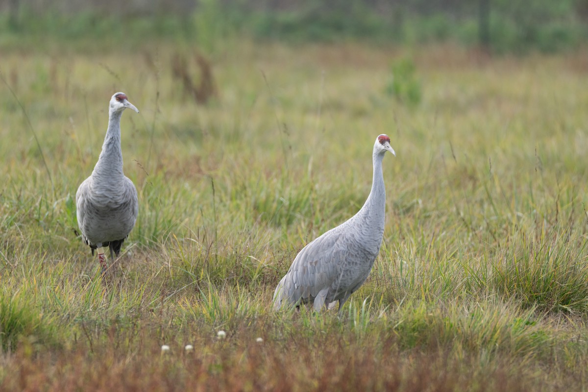 Sandhill Crane - ML646418467
