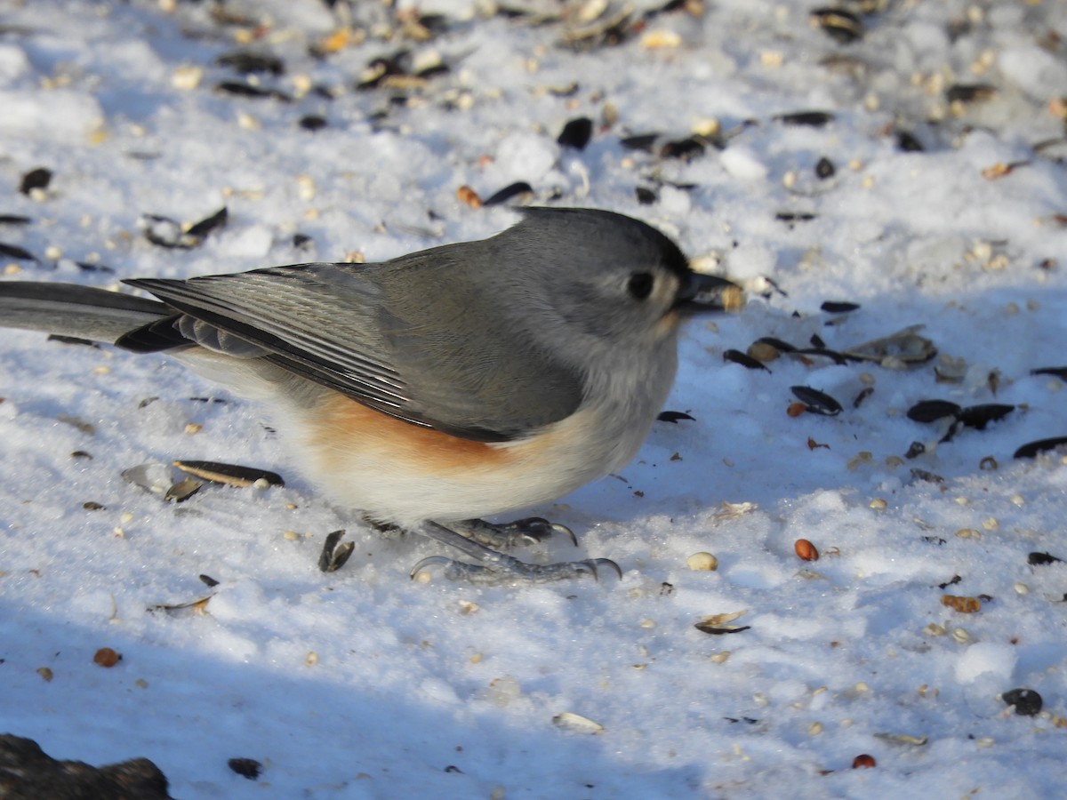 gråduskmeis - ML646418471