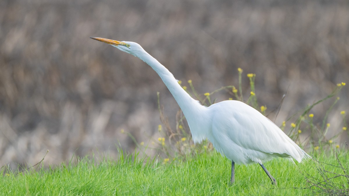Great Egret - ML646418475