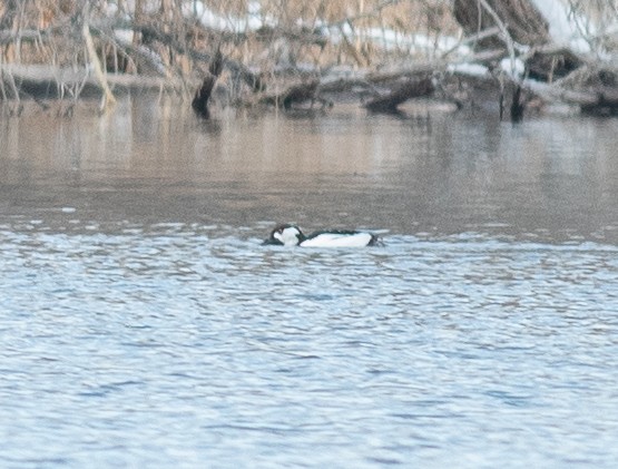Bufflehead x Common Goldeneye (hybrid) - ML646418480