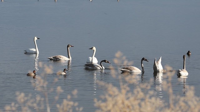 Trumpeter Swan - ML646418482