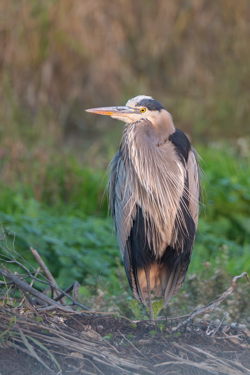 Great Blue Heron - ML646418483