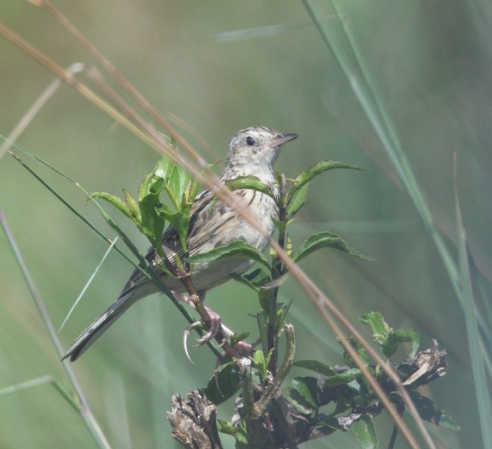 Yellowish Pipit - ML646418491