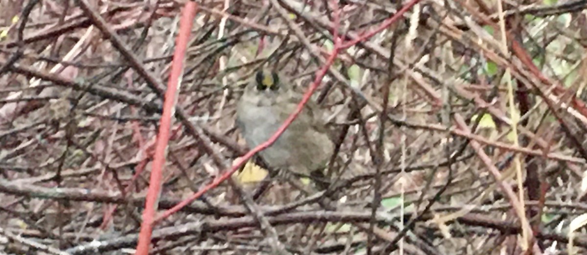 Golden-crowned Sparrow - ML646418492