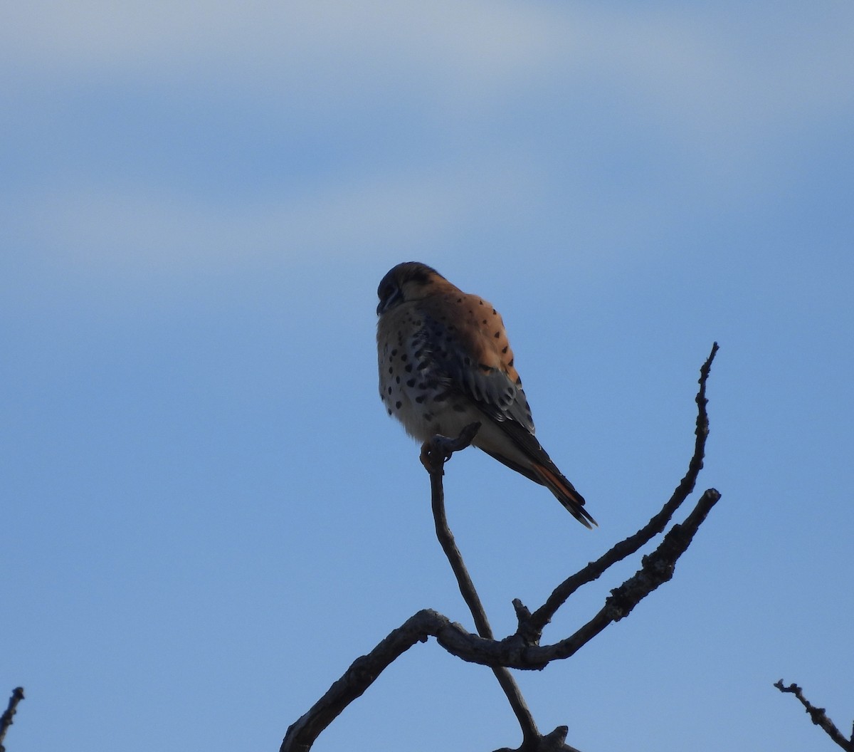 American Kestrel - ML646418497