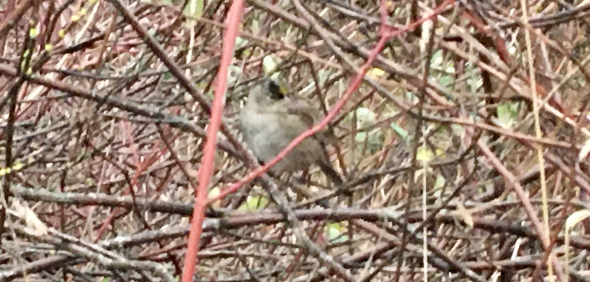 Golden-crowned Sparrow - ML646418500