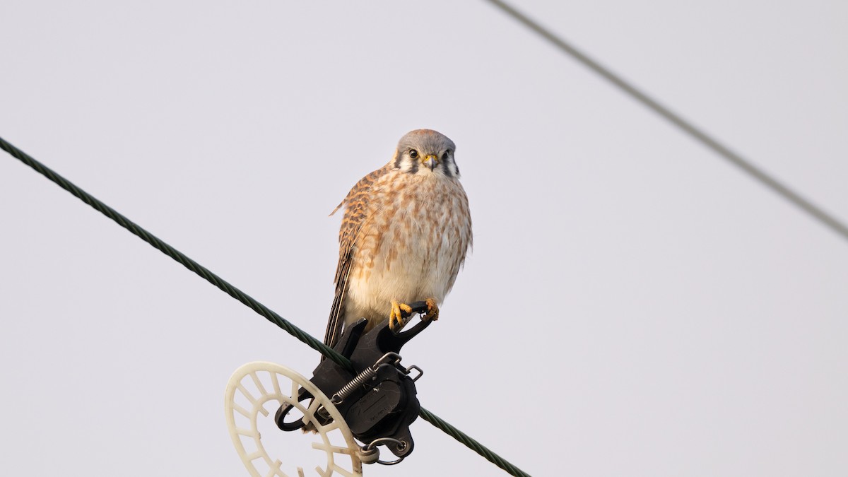 American Kestrel - ML646418501