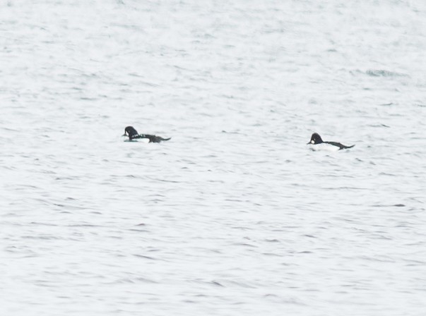 Barrow's Goldeneye - ML646418502