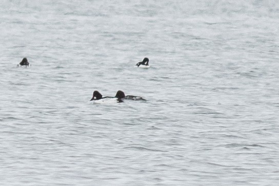 Barrow's Goldeneye - ML646418503