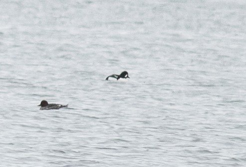 Barrow's Goldeneye - ML646418504