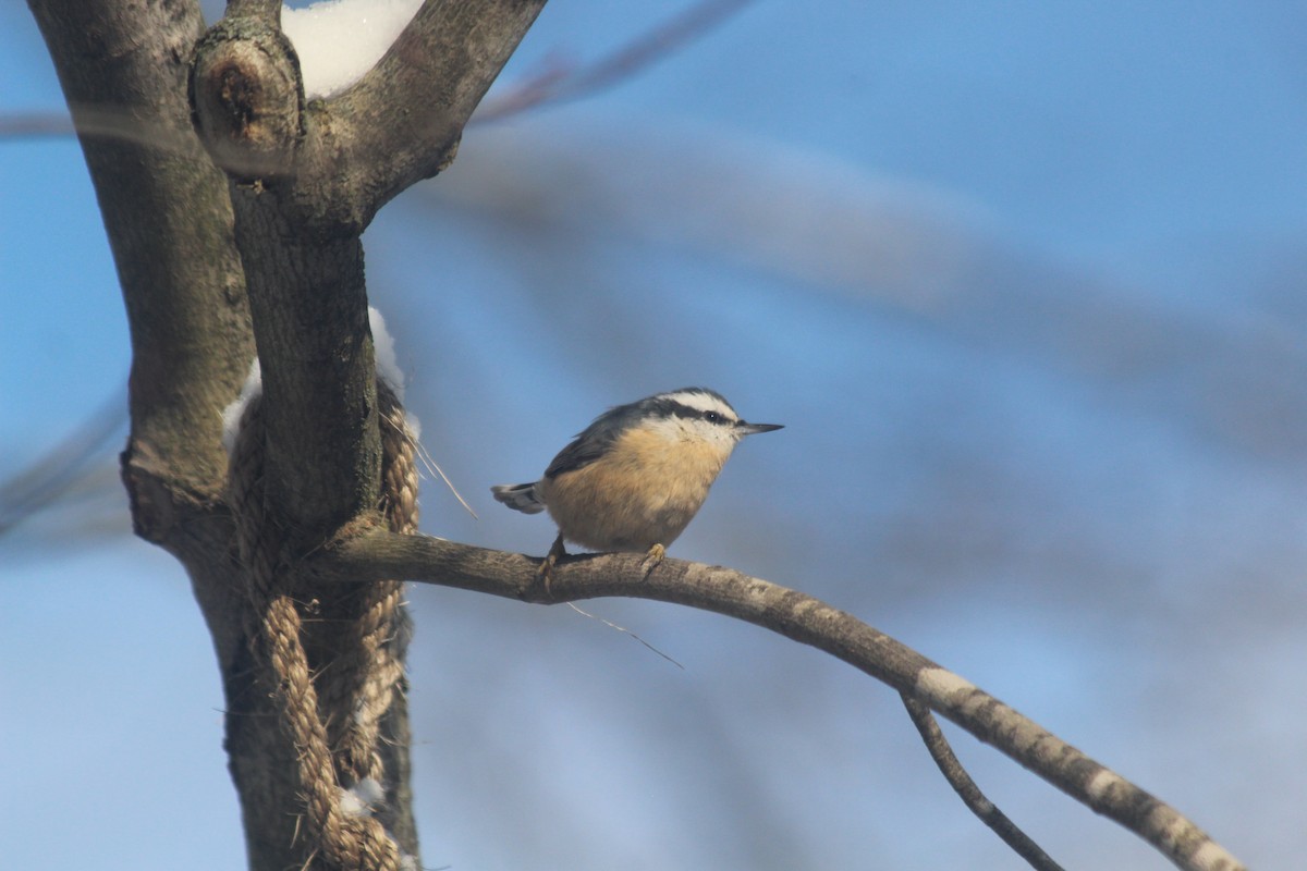 Red-breasted Nuthatch - ML646418507