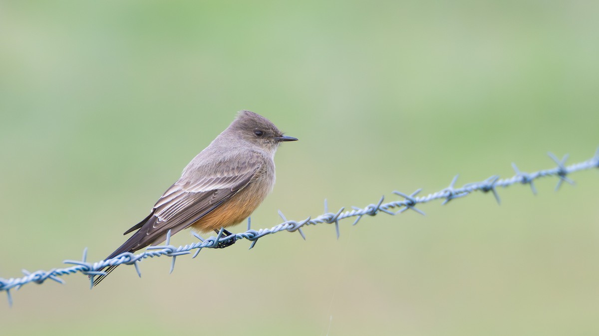 Say's Phoebe - ML646418527