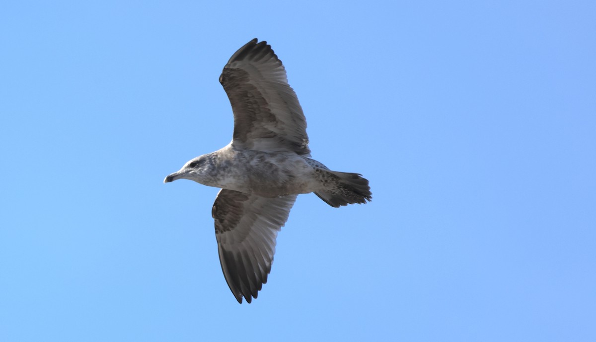American Herring Gull - ML646418528