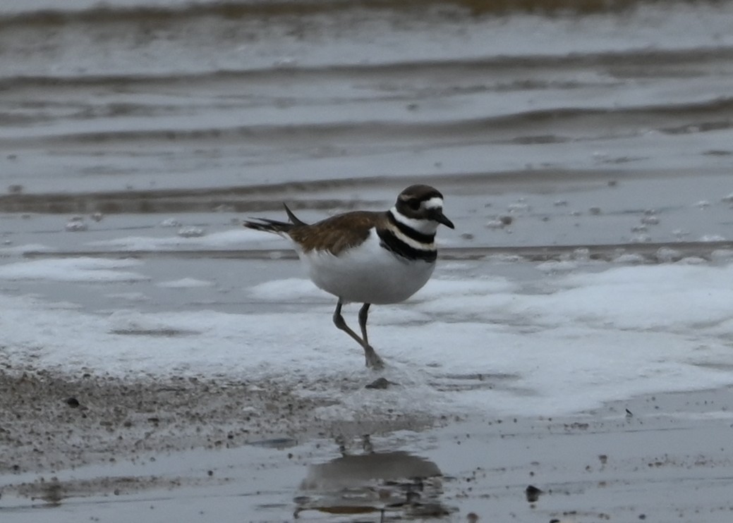 Çayır Cılıbıtı - ML646418530