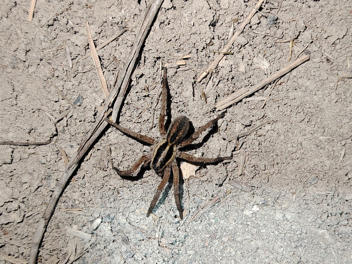 動物界 - ML646418531