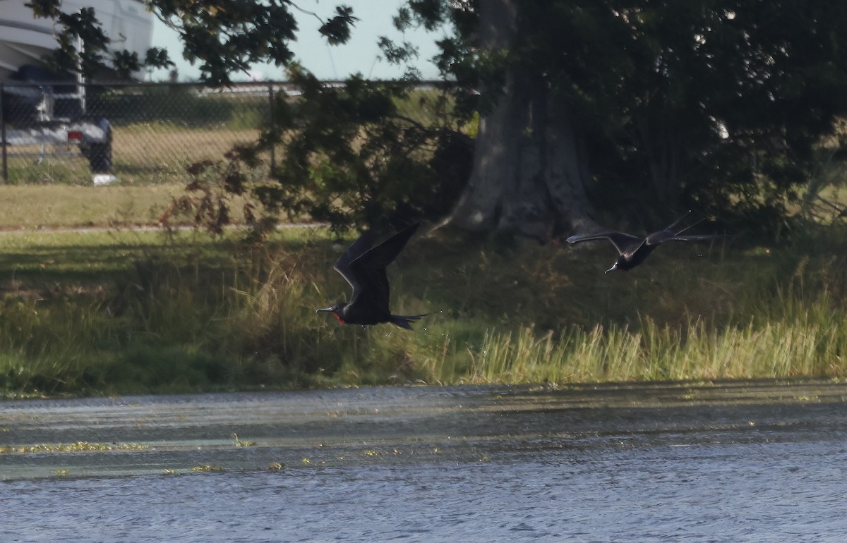 Magnificent Frigatebird - ML646418535