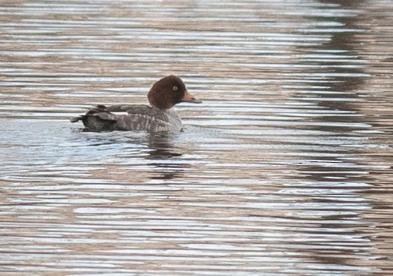 Common/Barrow's Goldeneye - ML646418536