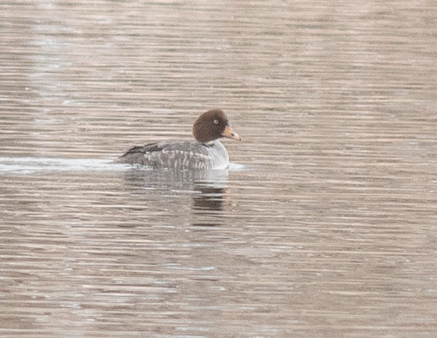 Common/Barrow's Goldeneye - ML646418537
