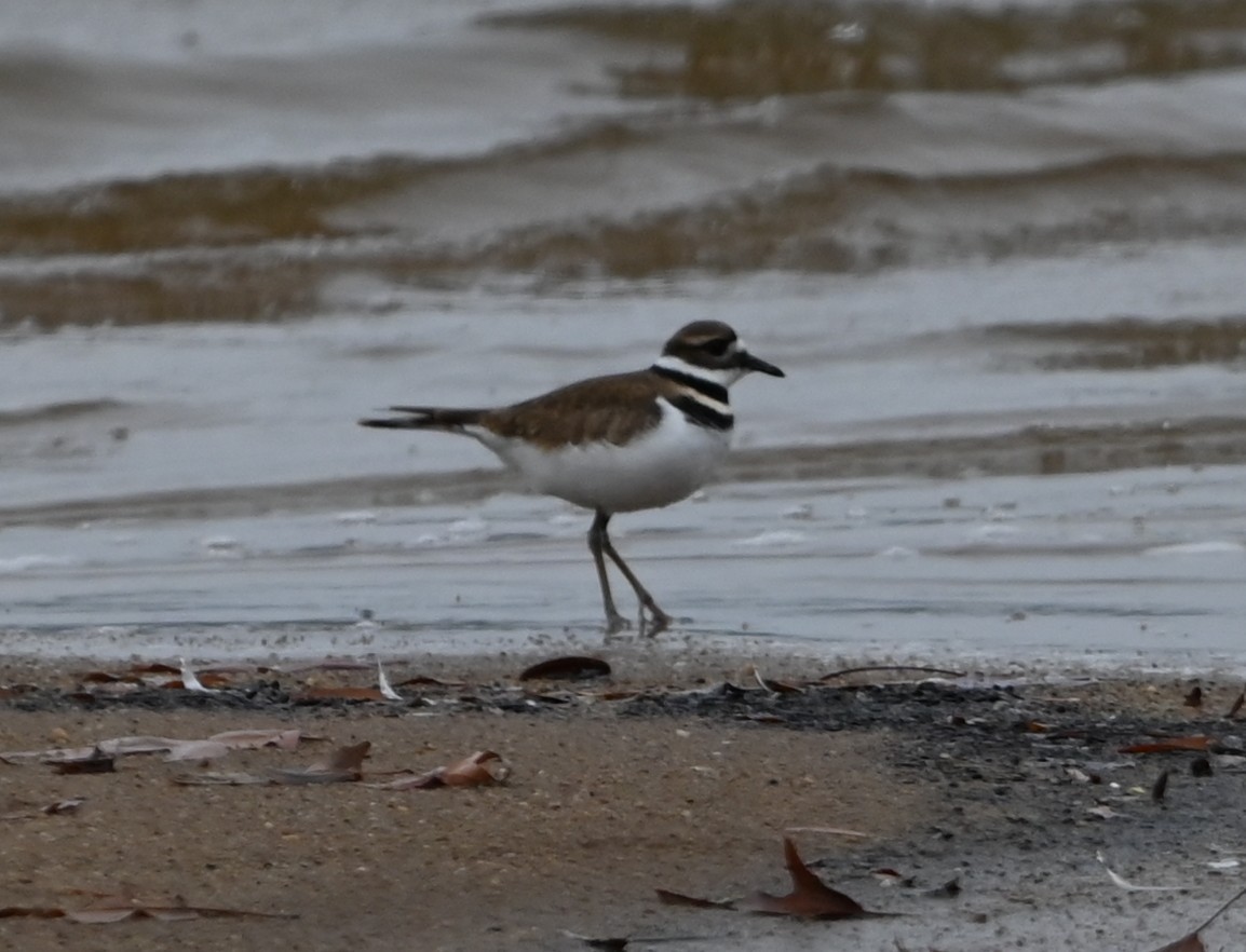 Çayır Cılıbıtı - ML646418548