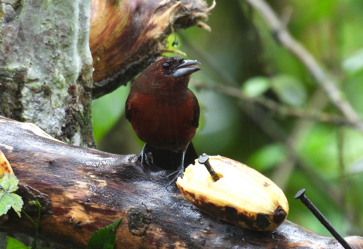Silver-beaked Tanager - ML646418549