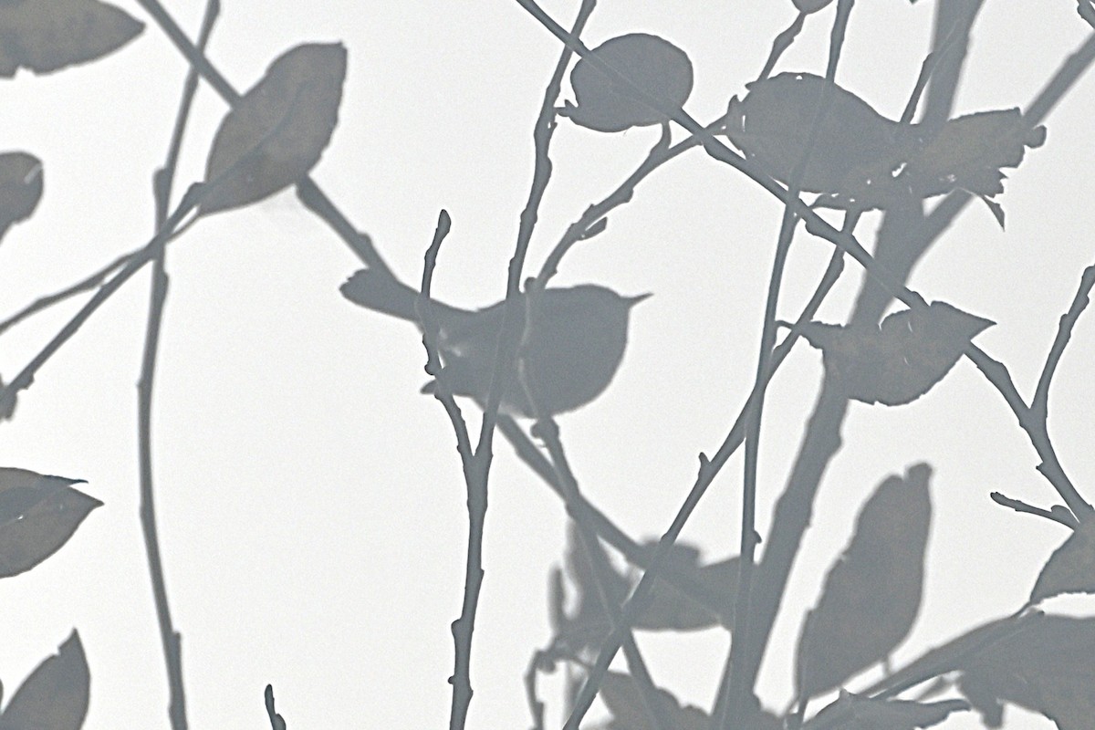 Голубая комароловка - ML646418557