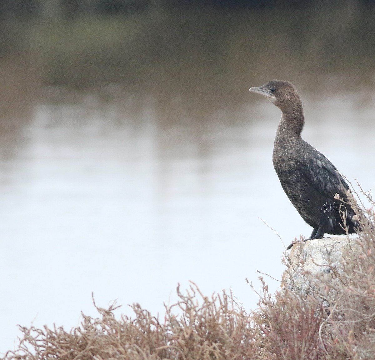 Баклан малий - ML646418558